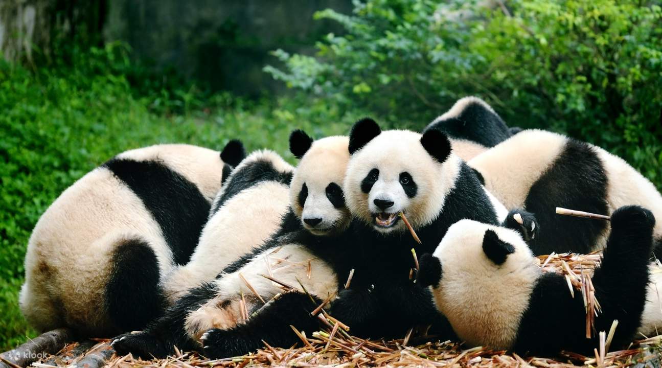 Pandas and Old Beijing