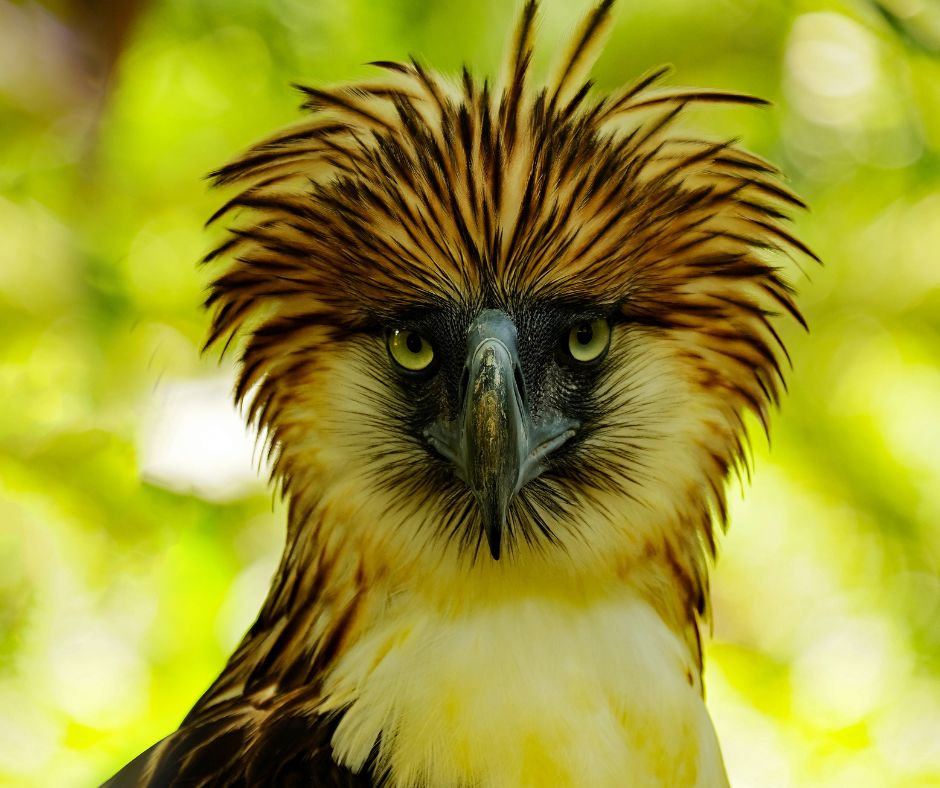 Mindanao: Birding Quest for the Philippine Eagle