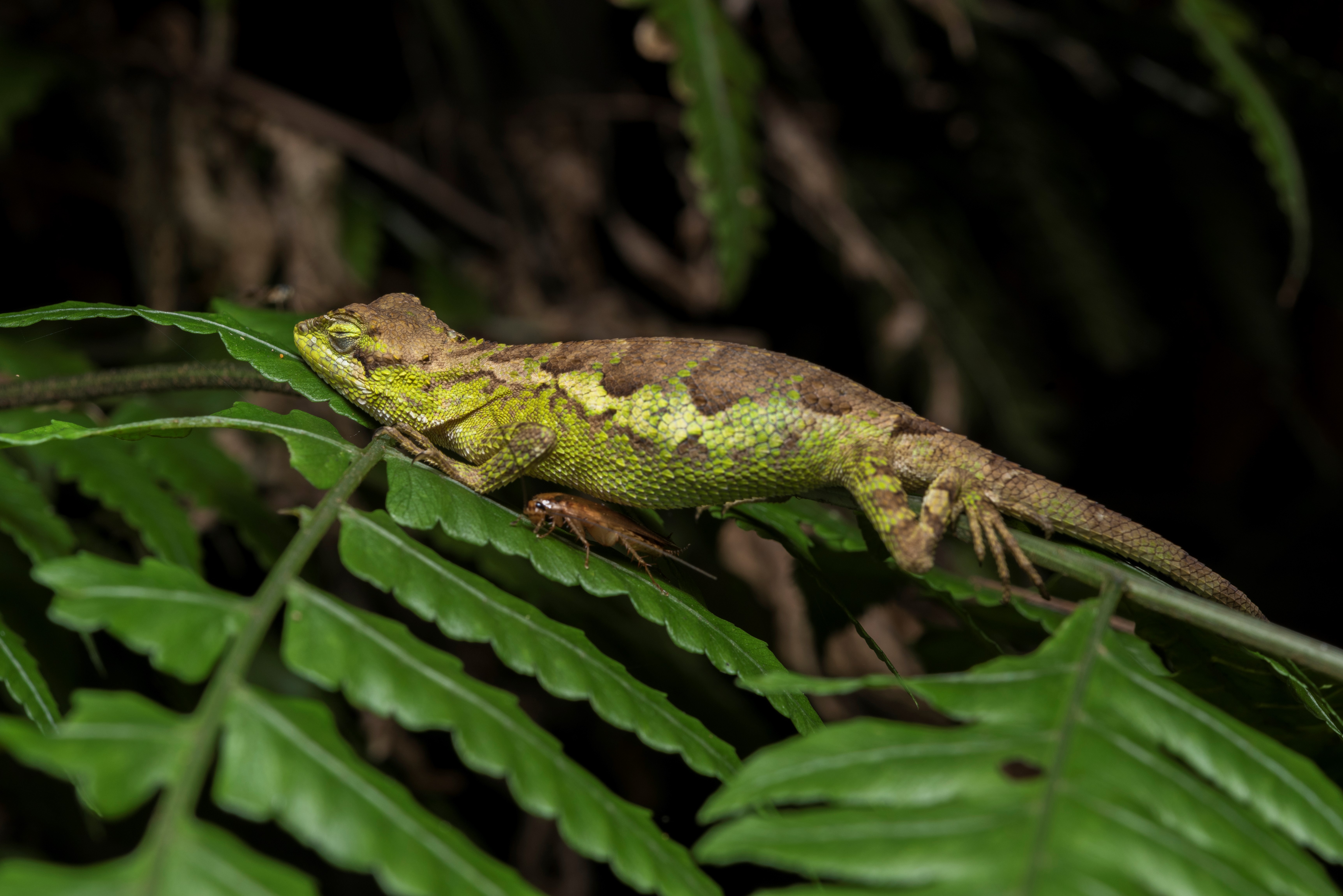 Taipei Night Safari – Night Tour (Guided)