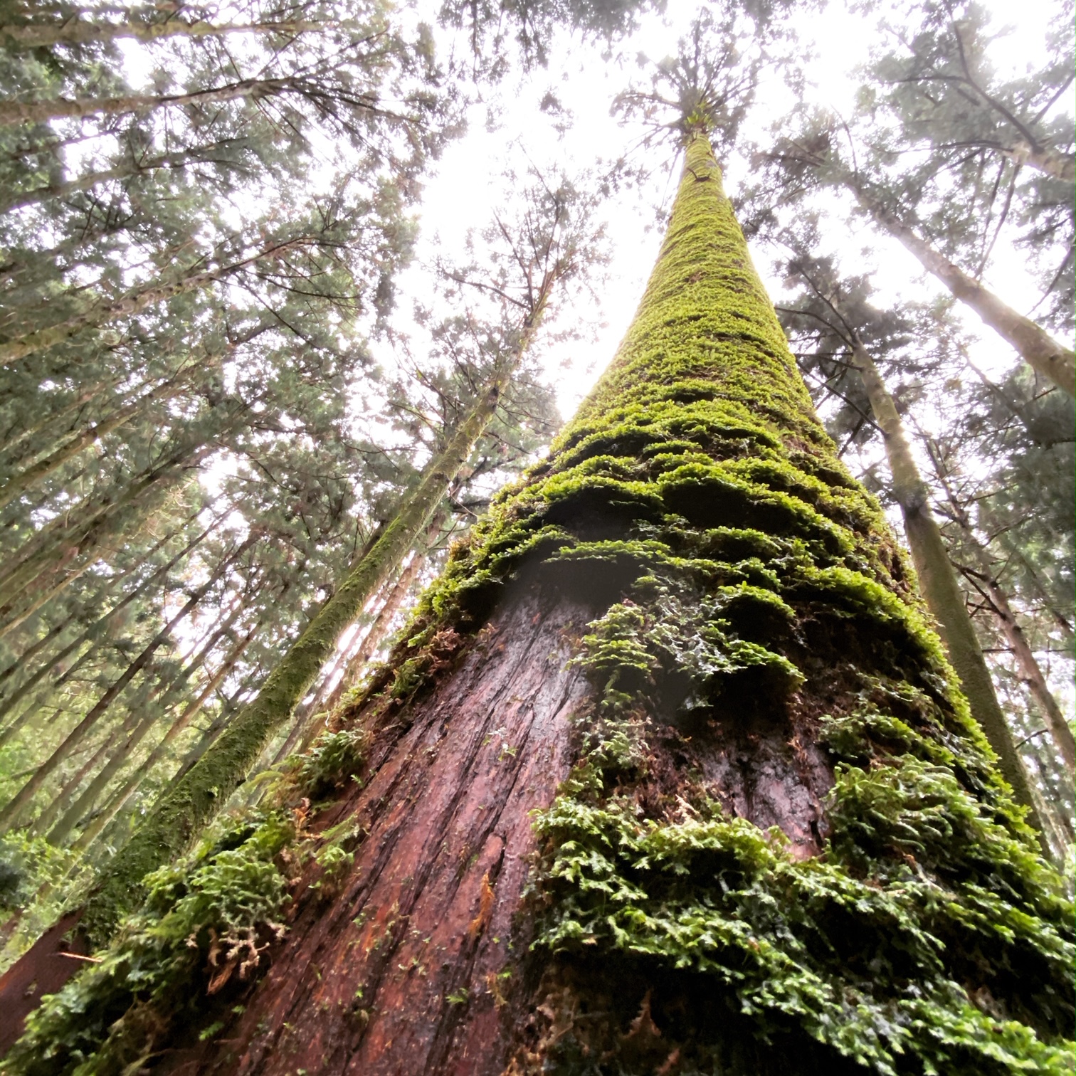 Dongyanshan National Forest – Private Day Tour