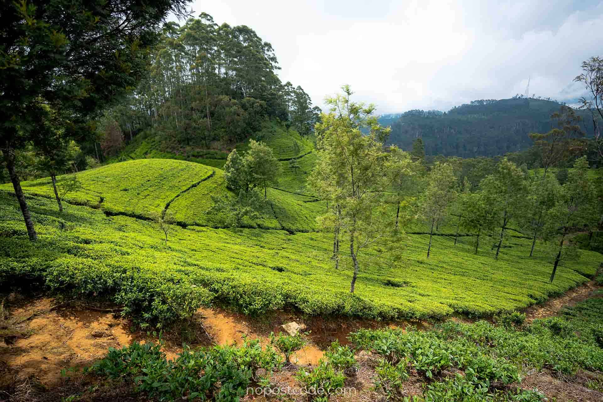 Sri Lankan Food Safari – 13 Nights 14 Days