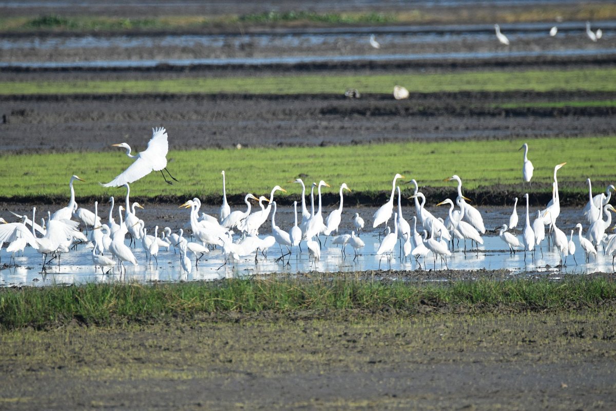 Wildlife Tour: Candaba, Bataan, Subic and Pangasinan