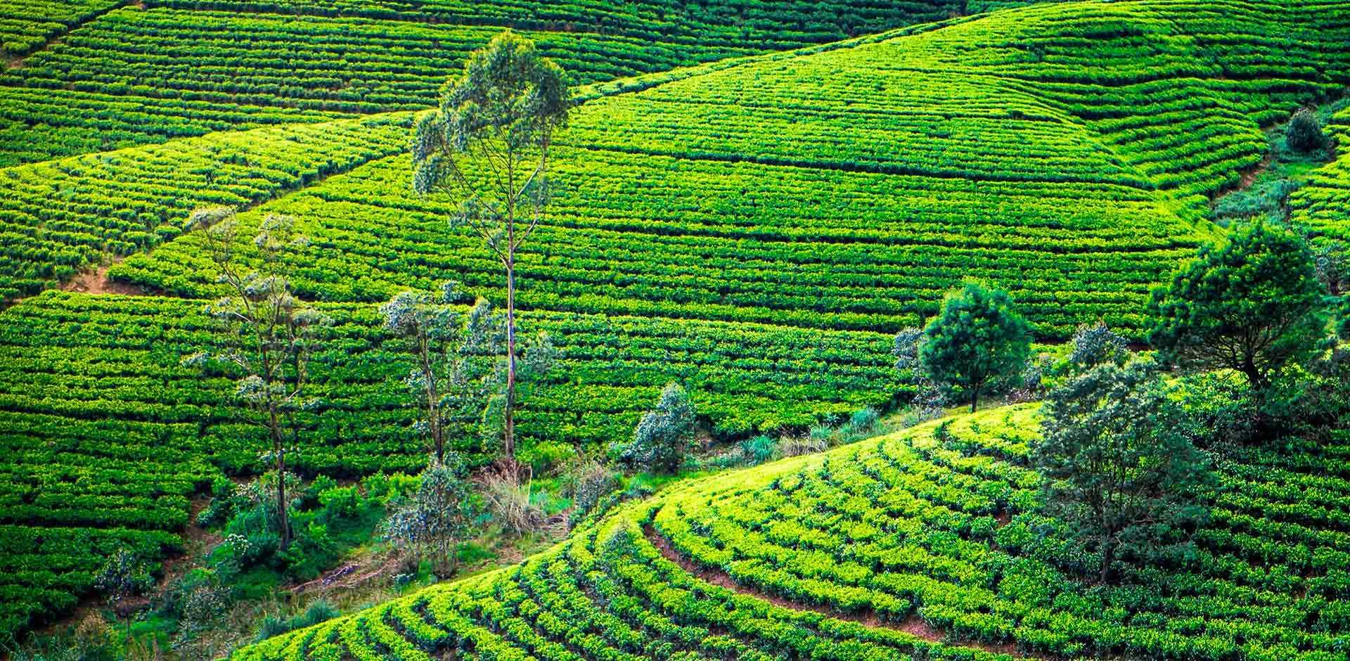 Sri Lanka: Nature Trails