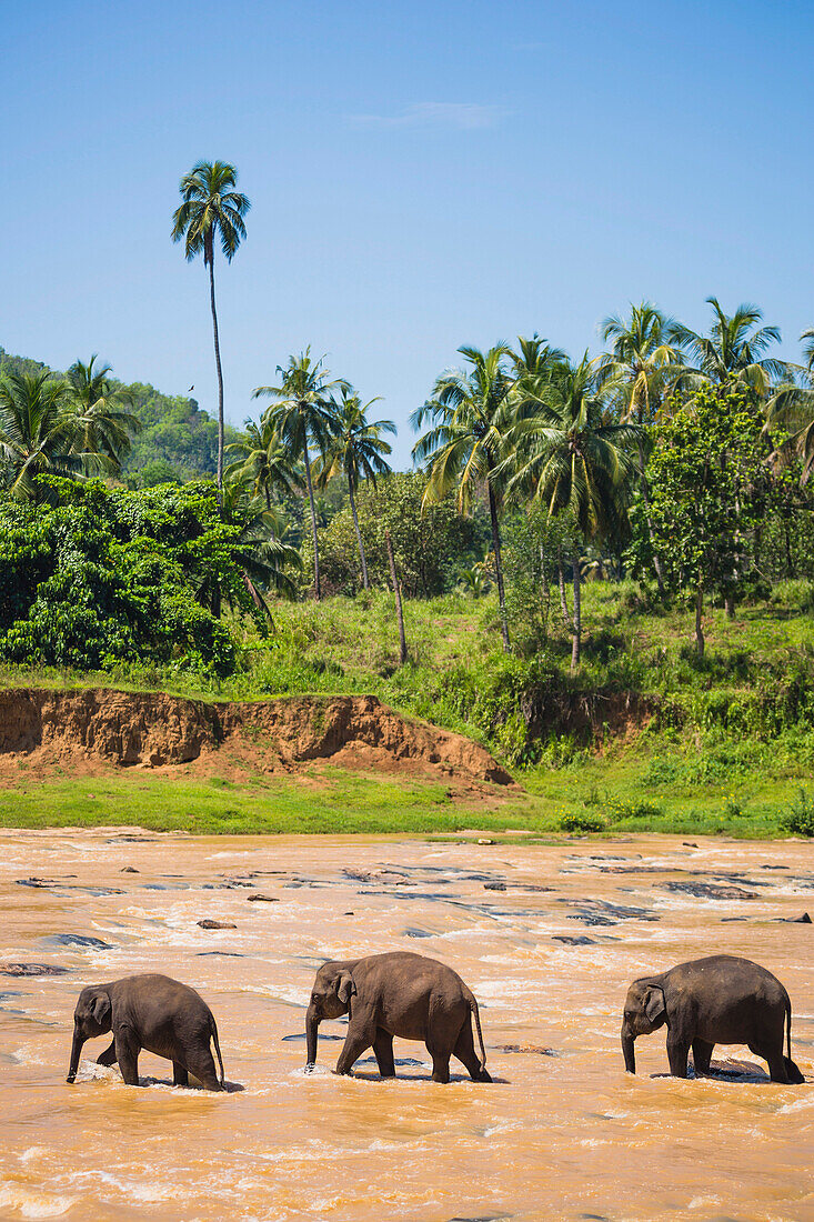 Sri Lanka Serendipity