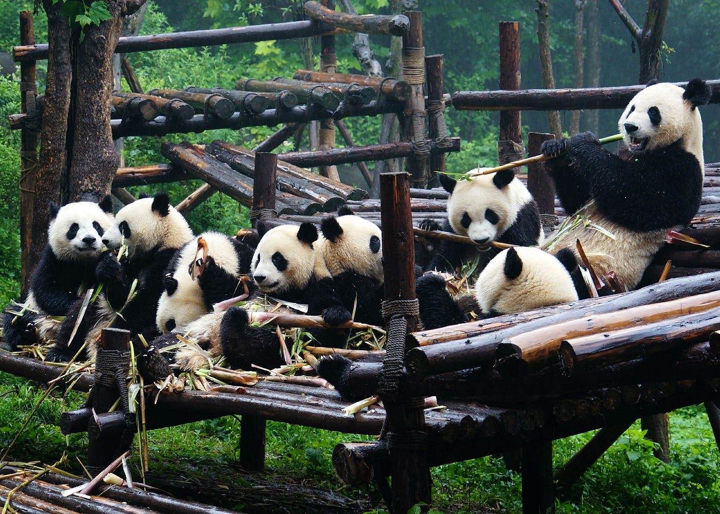 Pandas and Dujiangyan