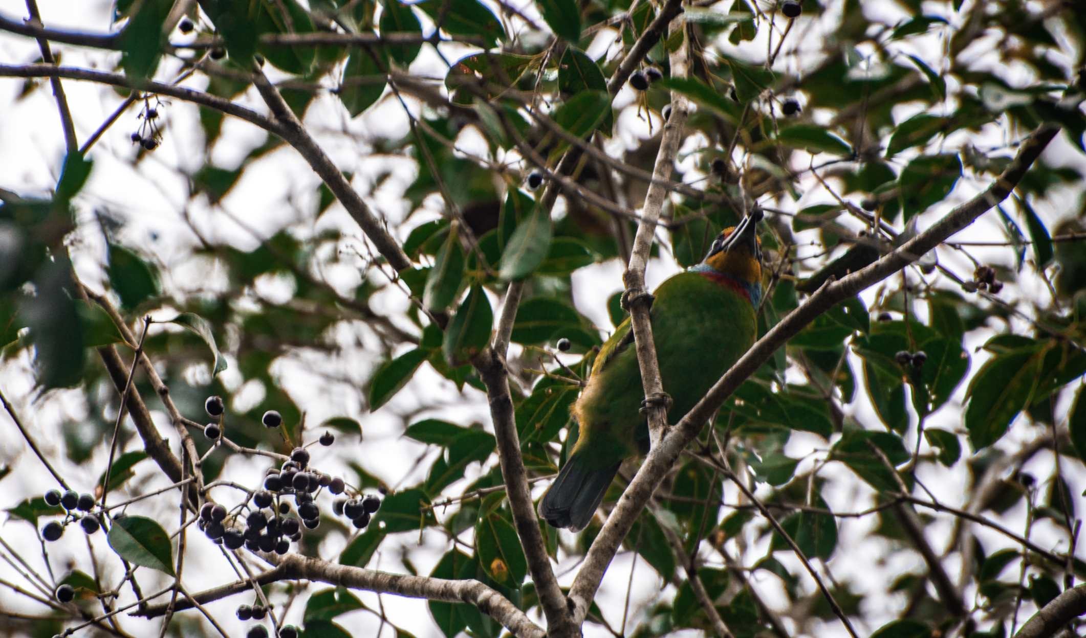 Birds of Central Taiwan 3 Days