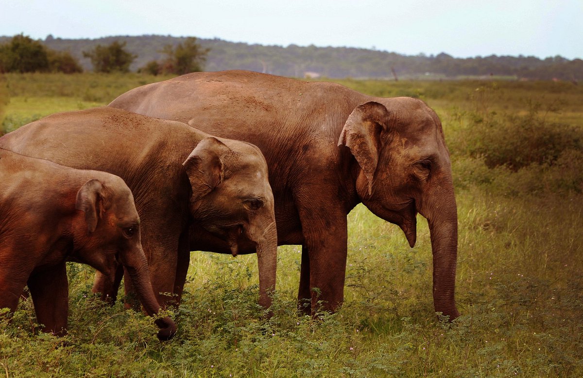 Kandyan Explorer: Eco & Off the Beaten Wildlife Tour