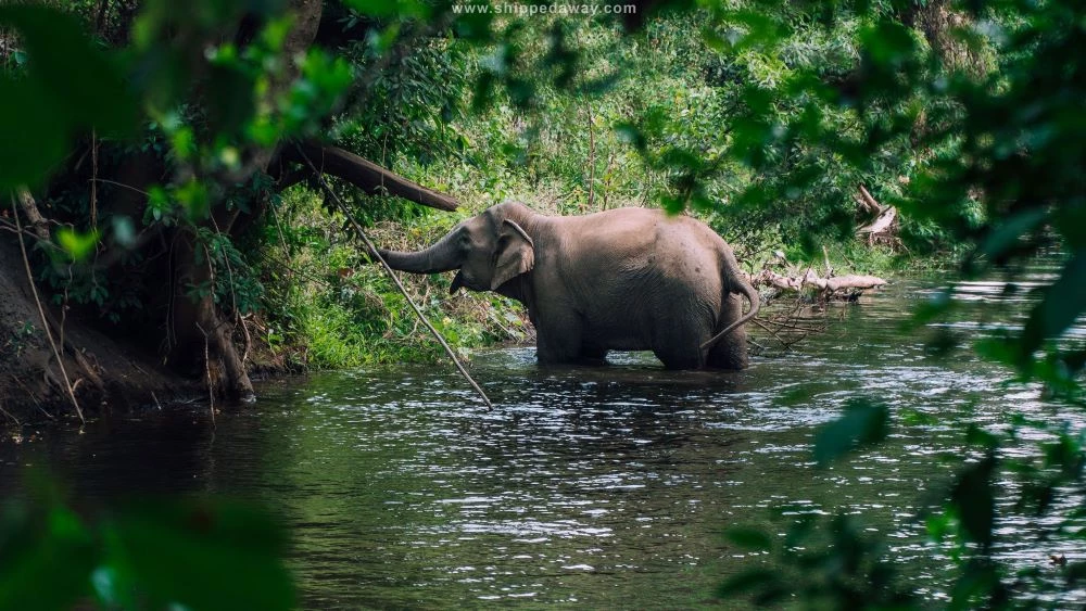 Yok Don National Park in Central Highlands