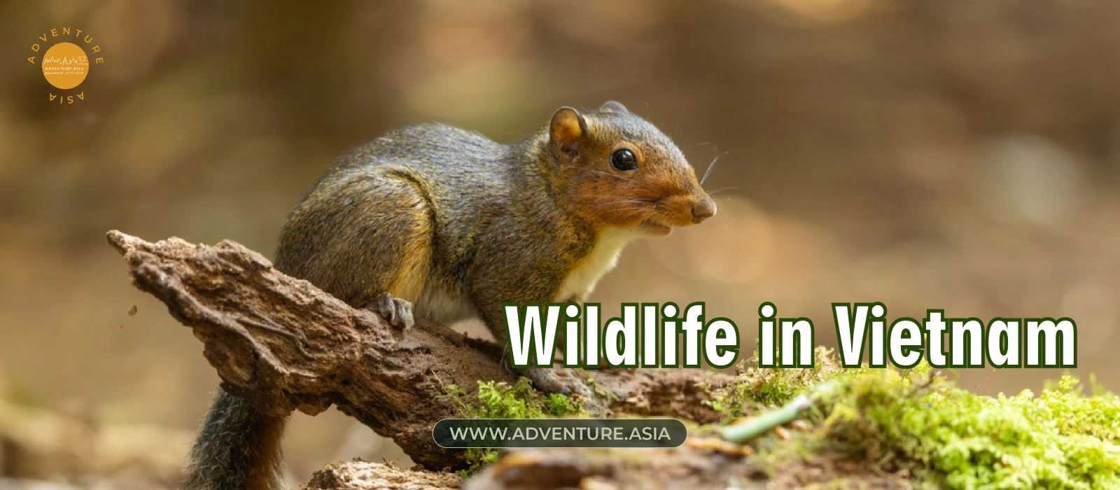 Wildlife in Vietnam: A Land of Majestic Animal Species