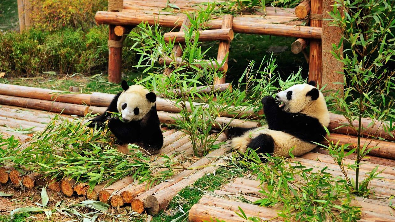 Half-Day Panda Tour