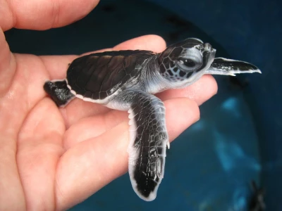 Sea turtle conservation program