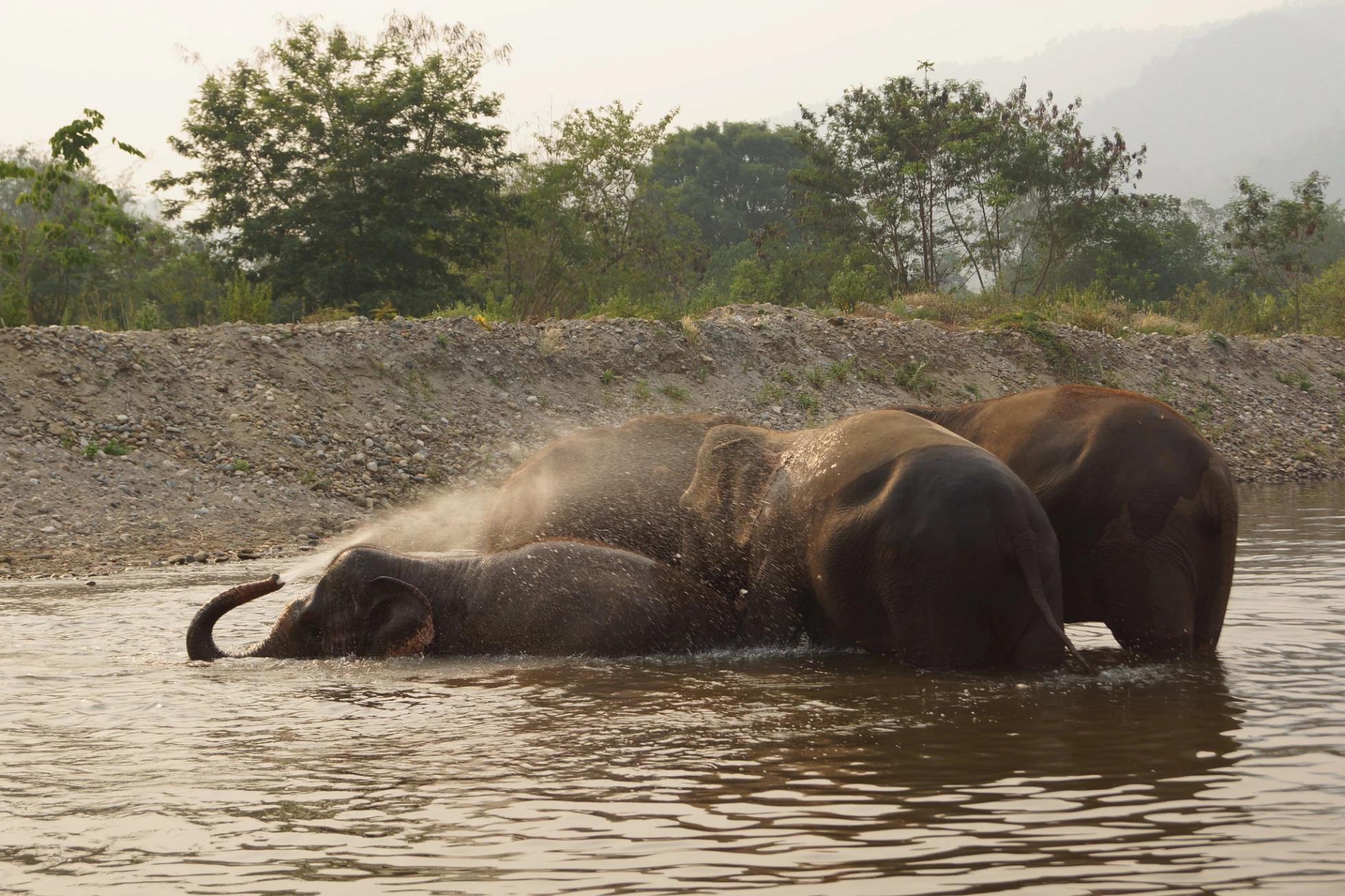 Happy Elephant – Jungle Lake