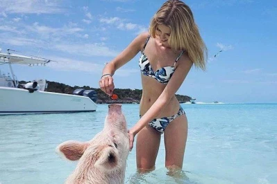 Private Pig Island Tour and Stunning Beach Hotel Accommodation